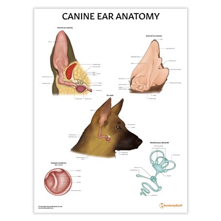 Poster de l'anatomie de l'oreille canine