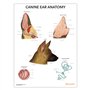 Poster de l'anatomie de l'oreille canine