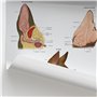 graphique otite externe