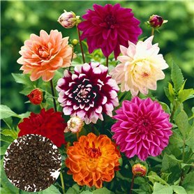200 Pièces/Sac Graines De Bonsaï Décoratif Attirer Les Oiseaux à Croissance Rapide Couleur Mixte Dahlia Graines De Fleurs Pour L