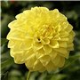 200 Pièces/Sac Graines De Bonsaï Décoratif Attirer Les Oiseaux à Croissance Rapide Couleur Mixte Dahlia Graines De Fleurs Pour L