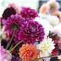 200 Pièces/Sac Graines De Bonsaï Décoratif Attirer Les Oiseaux à Croissance Rapide Couleur Mixte Dahlia Graines De Fleurs Pour L