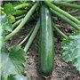 Semences de Courgettes Black Beauty Superba - Légumes Savoureux pour Jardin Productif