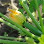 Semences de Courgettes Black Beauty Superba - Légumes Savoureux pour Jardin Productif