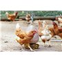 BSI - Start Set Mite Stop - Kit Contre Les Poux Rouges - Combat Et Prévient Naturellement - sans Pesticides - Protège Poules - J