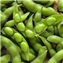 Germes de soja (verts), Graines prêt à Pousser Minigarden, 100% Naturelles sans Propagateurs Chimiques ni Génie Génétique, inclu