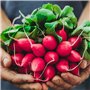 Graines certifiées biologiques prêt à Pousser Minigarden