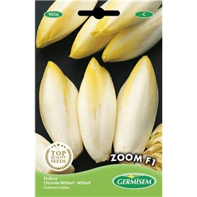 Germisem graines Chicorée Witloof Zoom F1 EC9016