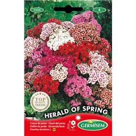 Germisem Graines Oeillet de poète HERALD OF SPRING