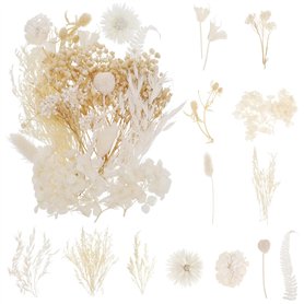 Xinzistar Fleur Sechees Naturel