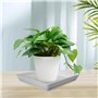 soucoupe carrée de plantes