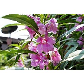 GEOPONICS 5: 100 pcs/sac de graines Balsamine