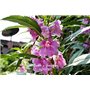 GEOPONICS 5: 100 pcs/sac de graines Balsamine