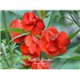 belle graines de fleurs Accueil Jardin Fleurs en pot semences intérieur Graines B