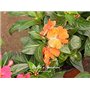 GEOPONICS 5: 100 pcs/sac de graines Balsamine, belle graines de fleurs Accueil Jardin Fleurs en pot semences intérieur Graines B