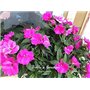 GEOPONICS 5: 100 pcs/sac de graines Balsamine, belle graines de fleurs Accueil Jardin Fleurs en pot semences intérieur Graines B
