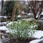 Plant in a Box - Fargesia Rufa - Set de 6 - Bambou des neiges - Arbuste exterieur - Persistant - Vert - Pot 13cm - Hauteur 25-40