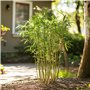 Plant in a Box - Fargesia Rufa - Set de 6 - Bambou des neiges - Arbuste exterieur - Persistant - Vert - Pot 13cm - Hauteur 25-40