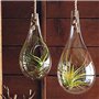 PLANT IN A BOX - Set de 5 Tillandsias- Plantes aériennes- H5-10cm