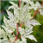 Plant in a Box - Acer palmatum 'Ukigumo' - Érable du Japon Arbres rustiques - Feuilles vertes - Pot 19cm - Hauteur 50-60cm