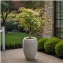 Plant in a Box - Acer palmatum 'Ukigumo' - Érable du Japon Arbres rustiques - Feuilles vertes - Pot 19cm - Hauteur 50-60cm