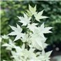 Plant in a Box - Acer palmatum 'Ukigumo' - Érable du Japon Arbres rustiques - Feuilles vertes - Pot 19cm - Hauteur 50-60cm