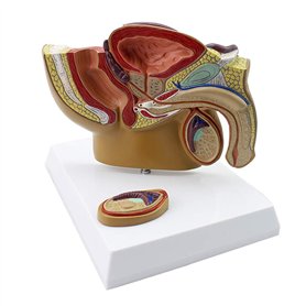 Huhpa 1pc modèle d'anatomie de Section sagittale pelvienne Masculine ressources pédagogiques en Sciences médicales