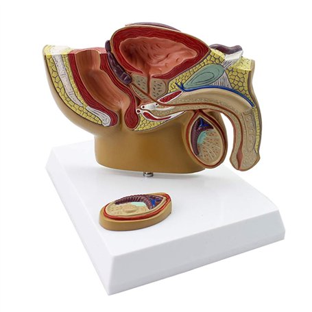 Huhpa 1pc modèle d'anatomie de Section sagittale pelvienne Masculine ressources pédagogiques en Sciences médicales