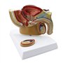 Huhpa 1pc modèle d'anatomie de Section sagittale pelvienne Masculine ressources pédagogiques en Sciences médicales