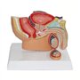 Huhpa 1pc modèle d'anatomie de Section sagittale pelvienne Masculine ressources pédagogiques en Sciences médicales