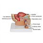 Huhpa 1pc modèle d'anatomie de Section sagittale pelvienne Masculine ressources pédagogiques en Sciences médicales
