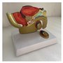Huhpa 1pc modèle d'anatomie de Section sagittale pelvienne Masculine ressources pédagogiques en Sciences médicales