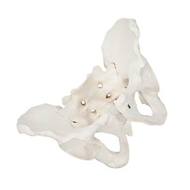 Huhpa 1pc Anatomie Humaine for modèle d'anatomie féminine modèle Humain Scientifique Parties du Corps modèles Grandeur Nature Ba