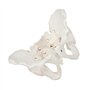 Huhpa 1pc Anatomie Humaine for modèle d'anatomie féminine modèle Humain Scientifique Parties du Corps modèles Grandeur Nature Ba