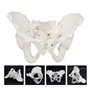 Huhpa 1pc Anatomie Humaine for modèle d'anatomie féminine modèle Humain Scientifique Parties du Corps modèles Grandeur Nature Ba