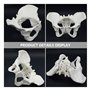 Huhpa 1pc Anatomie Humaine for modèle d'anatomie féminine modèle Humain Scientifique Parties du Corps modèles Grandeur Nature Ba