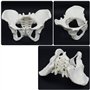 Huhpa 1pc Anatomie Humaine for modèle d'anatomie féminine modèle Humain Scientifique Parties du Corps modèles Grandeur Nature Ba