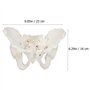 Huhpa 1pc Anatomie Humaine for modèle d'anatomie féminine modèle Humain Scientifique Parties du Corps modèles Grandeur Nature Ba