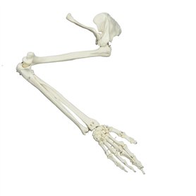 Ksikdeg Modèle de squelette de bras humain