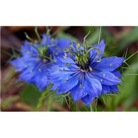 300 Graines NIGELLE Damas Bleu Indigo Miss Jekyll Non Traités Nigella Damascena