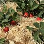 Luvit & Lumoè Paille decorative à garnir panier Frisure de bois pour les colis | Offre 1 kg | Matériel de remplissage pour embal