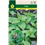 Mascarell - Graines d'ortie - Graines d'herbes aromatiques à planter - Créez votre propre potager à la maison - 0
