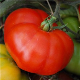 10 graines de tomate rouge marmande gros fruit potager légume semence potager
