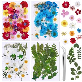 134 pièces Vraies Fleurs Pressées Séchées