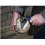 Unique-horn Silver Hoof Sticks 100 pieces | La solution aux profondes rainures d'acier | pour le traitement des profondes rainur