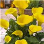 Collection de Bulbes de Calla Lilies Zantedeschia - 10 pièces - 5 Variétés - 2 de Chaque Couleur - Idéal pour Pots et Jardin - M