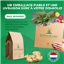Collection de Bulbes de Calla Lilies Zantedeschia - 10 pièces - 5 Variétés - 2 de Chaque Couleur - Idéal pour Pots et Jardin - M