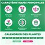 Collection de Bulbes de Calla Lilies Zantedeschia - 10 pièces - 5 Variétés - 2 de Chaque Couleur - Idéal pour Pots et Jardin - M