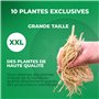 Collection de Plantes Vivaces Astilbe Rustiques (10 racines) - Mélange de 5 Variétés pour Jardin - 2 de Chaque Couleur - Grandes