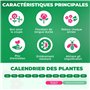 Collection de Plantes Vivaces Astilbe Rustiques (10 racines) - Mélange de 5 Variétés pour Jardin - 2 de Chaque Couleur - Grandes